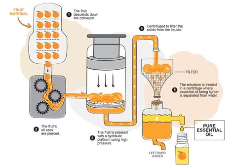 perfume extraction|extracting essentials from perfume.